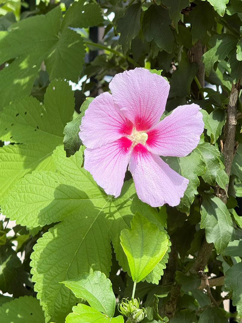 花的世界 