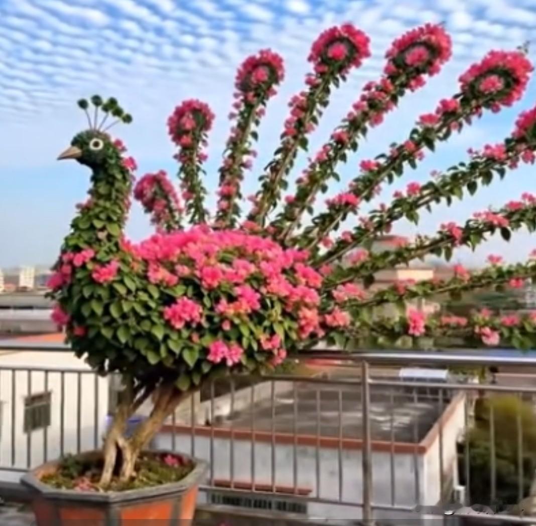 核心立意：借孔雀开屏的吉祥寓意，许下对美好生活的向往。


“今年春天最想实现的
