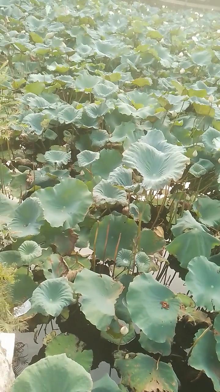 感谢大家。