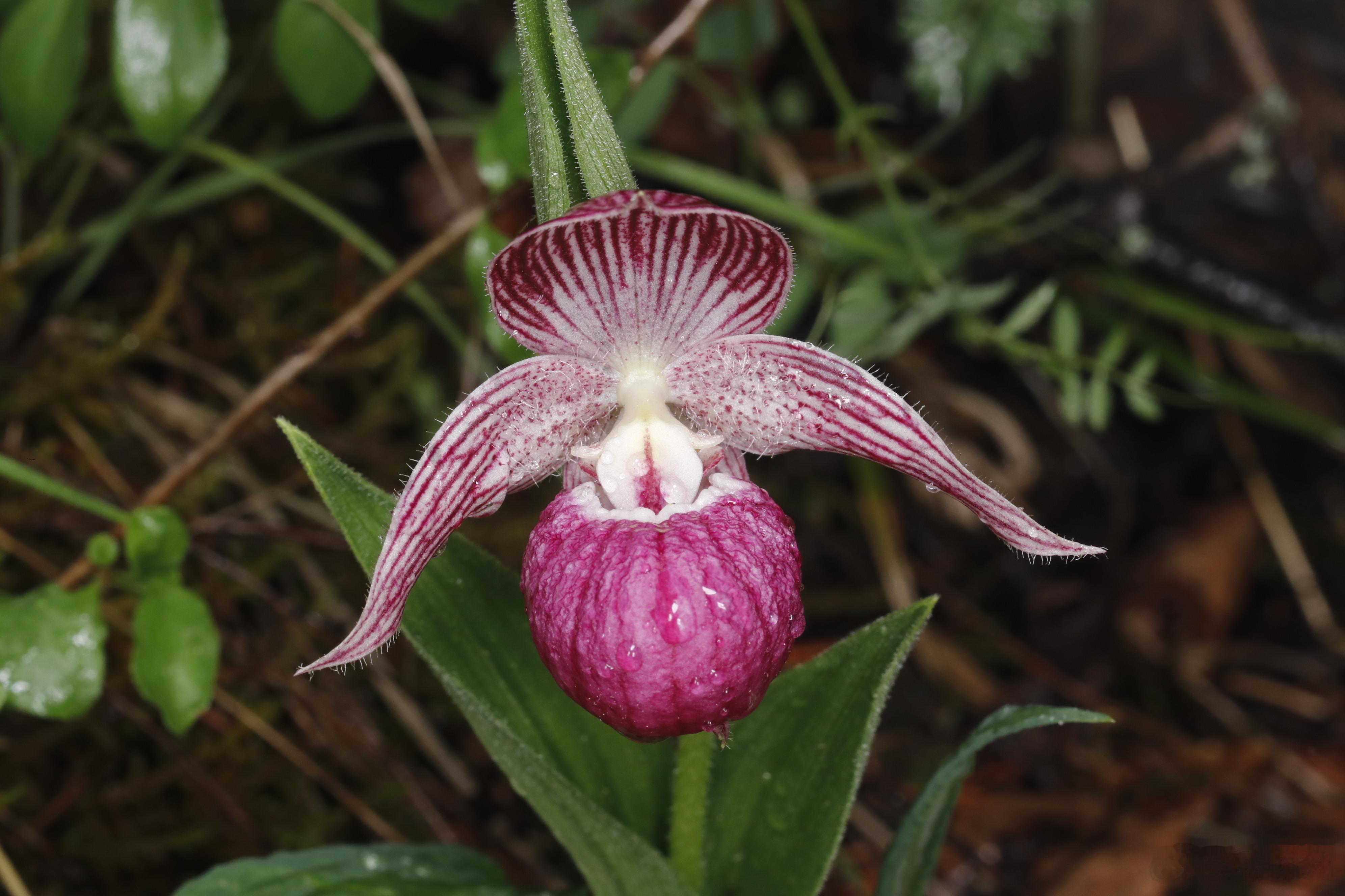 Cypripedium yunnanense 云南杓兰时隔4年，再次看到她，一样
