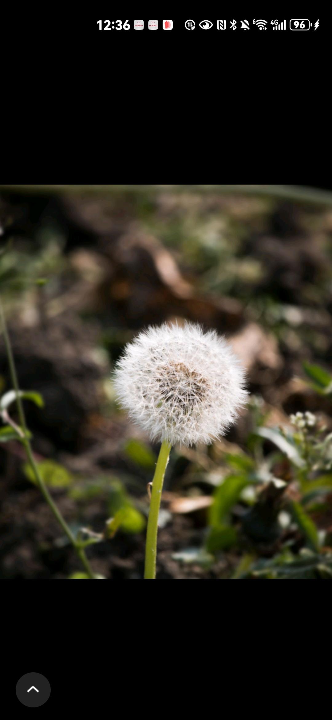 蒲公英

   文/李霞

1，

被风招安了

自由了

重生了。

2，
