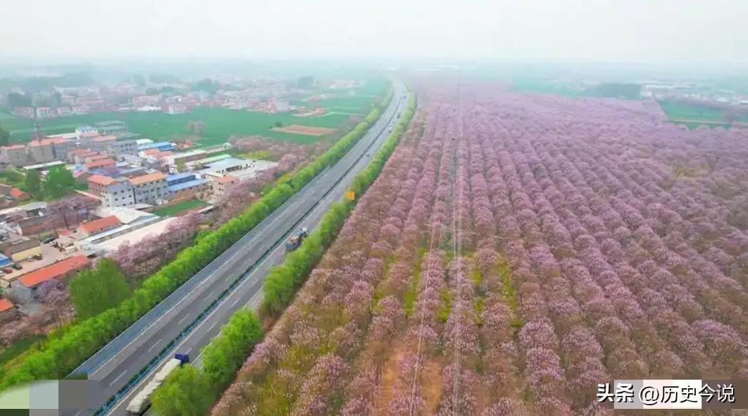 焦裕禄种下的防沙泡桐，逆袭成民乐瑰宝，撑起中国30%乐器产业
 
阅读此文前，诚