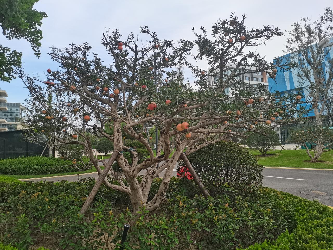 到了秋天收获的季节啦田野里的收获