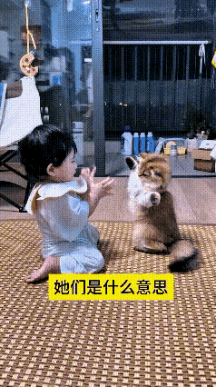 连着看了好几遍这个片段，平淡的居家画面看着很舒服。
小宝宝跪在垫子上，朝着小猫抬