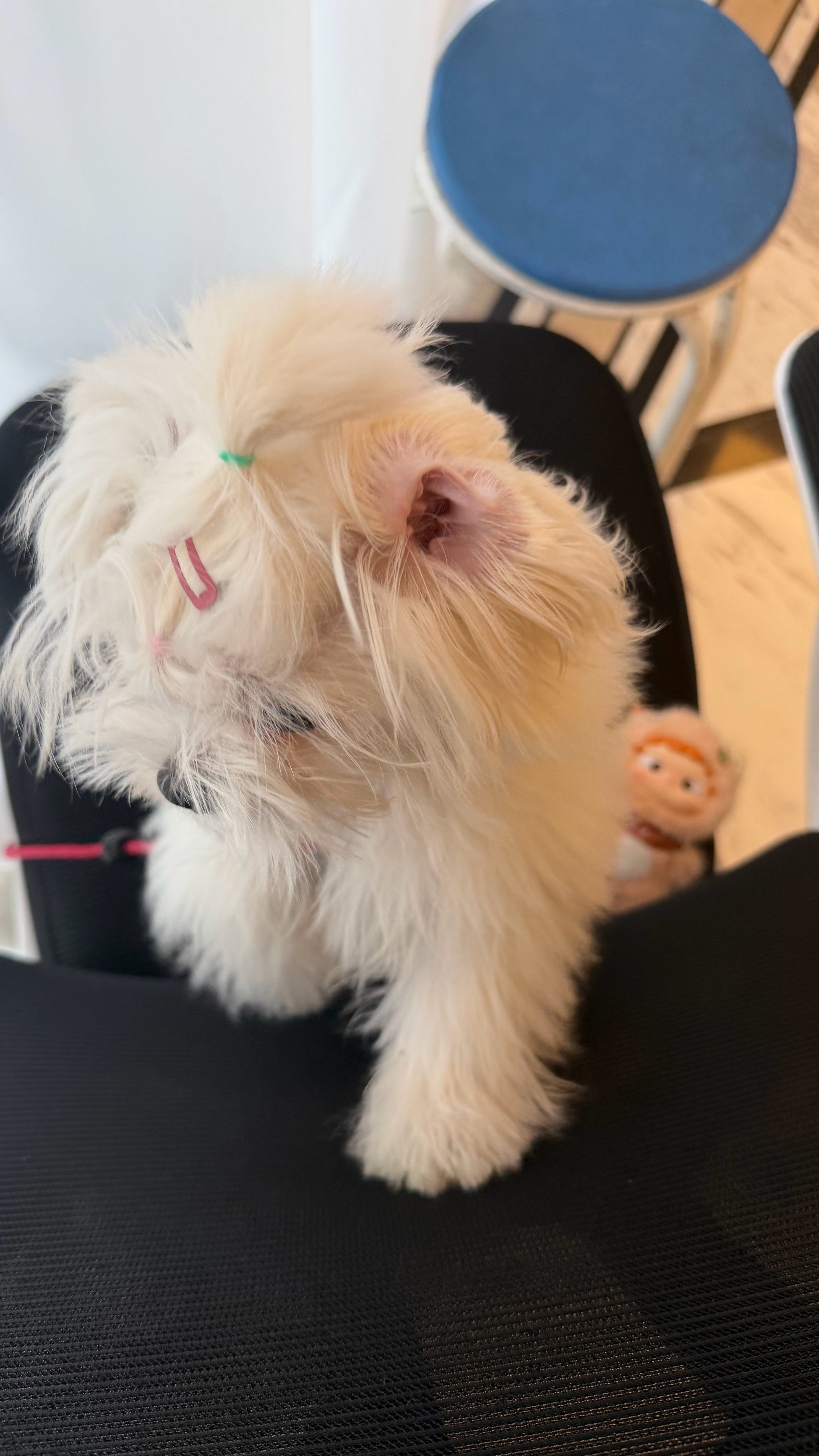 潦草修勾🐶素不一样