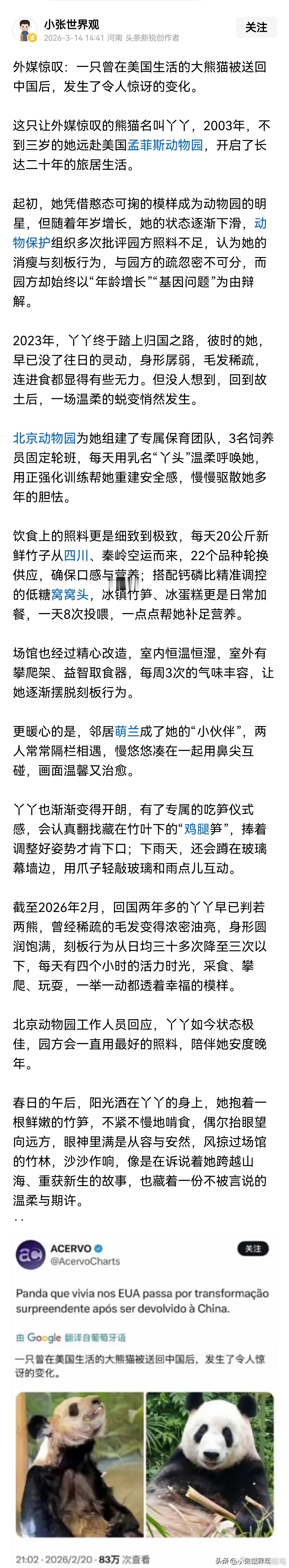 外媒惊叹：一只曾在美国生活的大熊猫被送回中国后，发生了令人惊讶的变化。截至202
