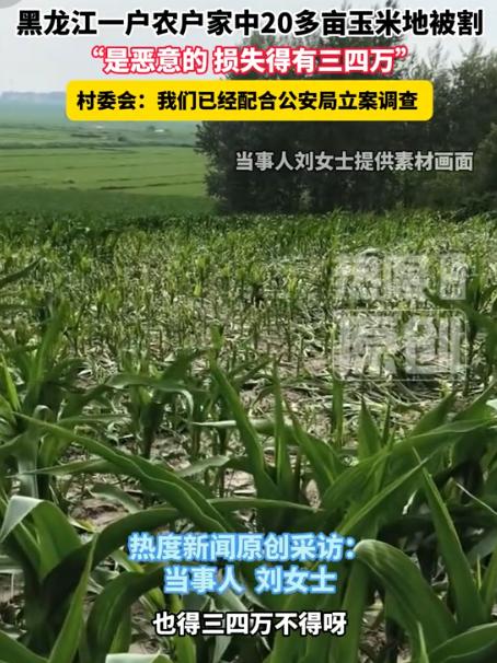 黑龙江农户刘大姐23亩玉米地一夜之间全被人齐根砍断，忙活一整年的收成彻底毁了，对