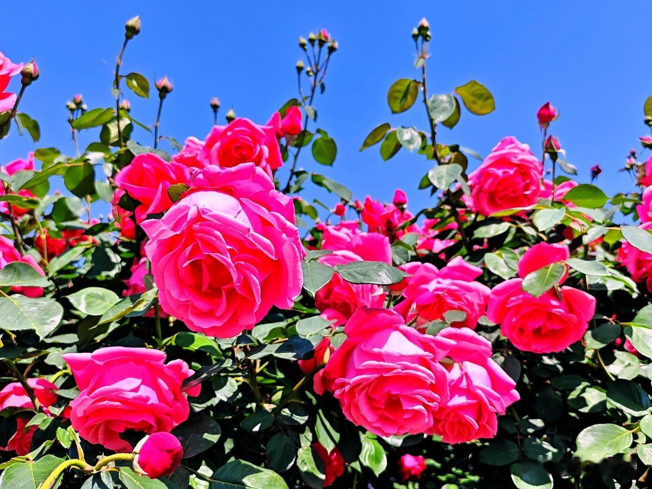 月季红艳映碧空，芳菲满目醉春风。