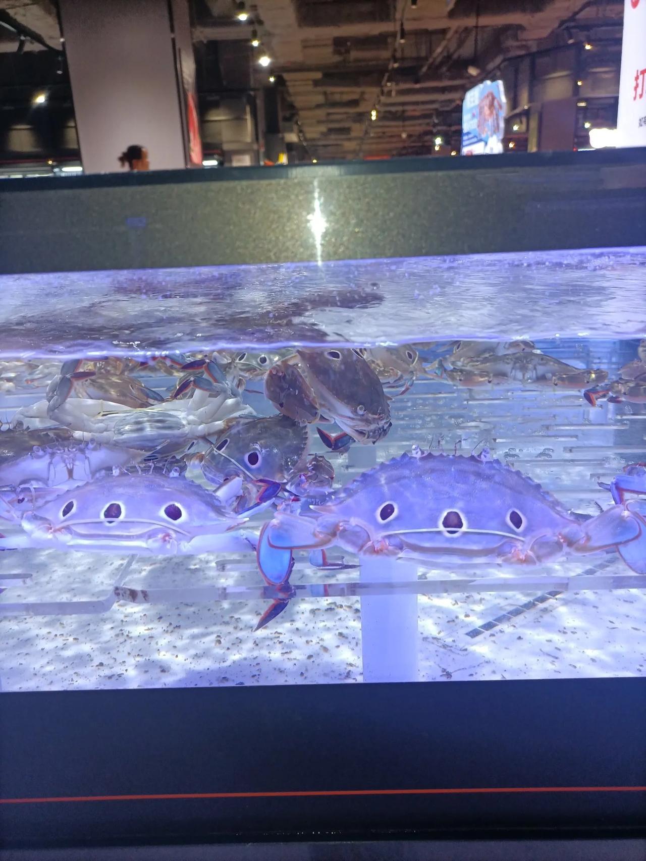 两只蟹宝宝，两只大大的眼睛，大大的鼻子，不知道叫啥名。