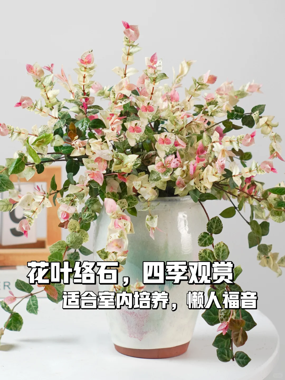 🌈四季花开的花叶络石盆栽🌸