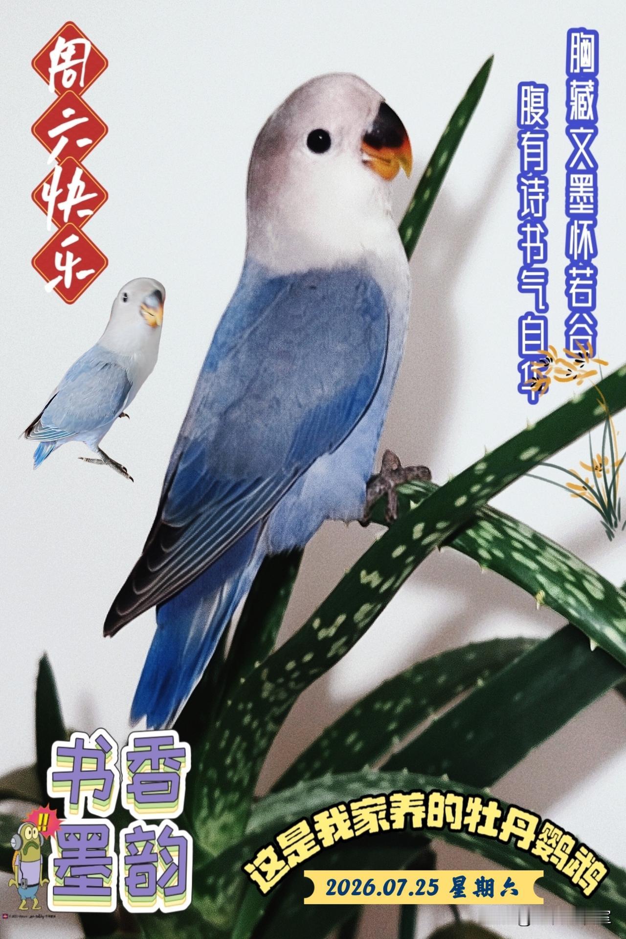 今天是星期六，祝大家开心快乐到永远（这是我家养的牡丹鹦鹉，多可爱）！🍎🇨🇳