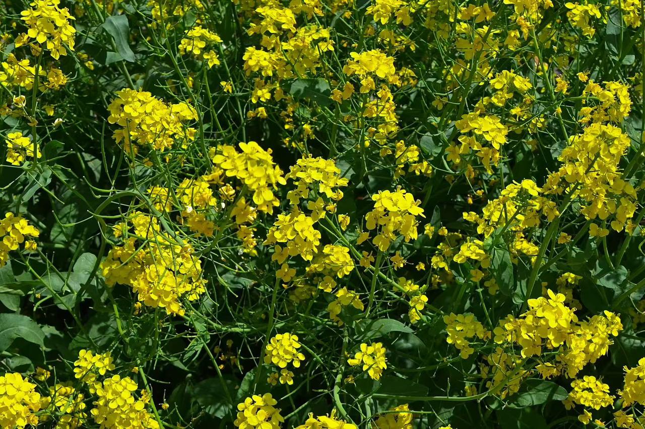 今天风很软风儿微微凉，春天把所有好看的花都搬出来了。路边的海棠开得热热闹闹，粉白