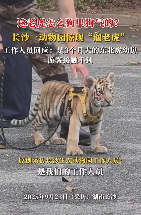 笑不活了！湖南长沙，动物园惊现 “遛老虎”！3 个月大虎娃被狗 “欺负”，网友：