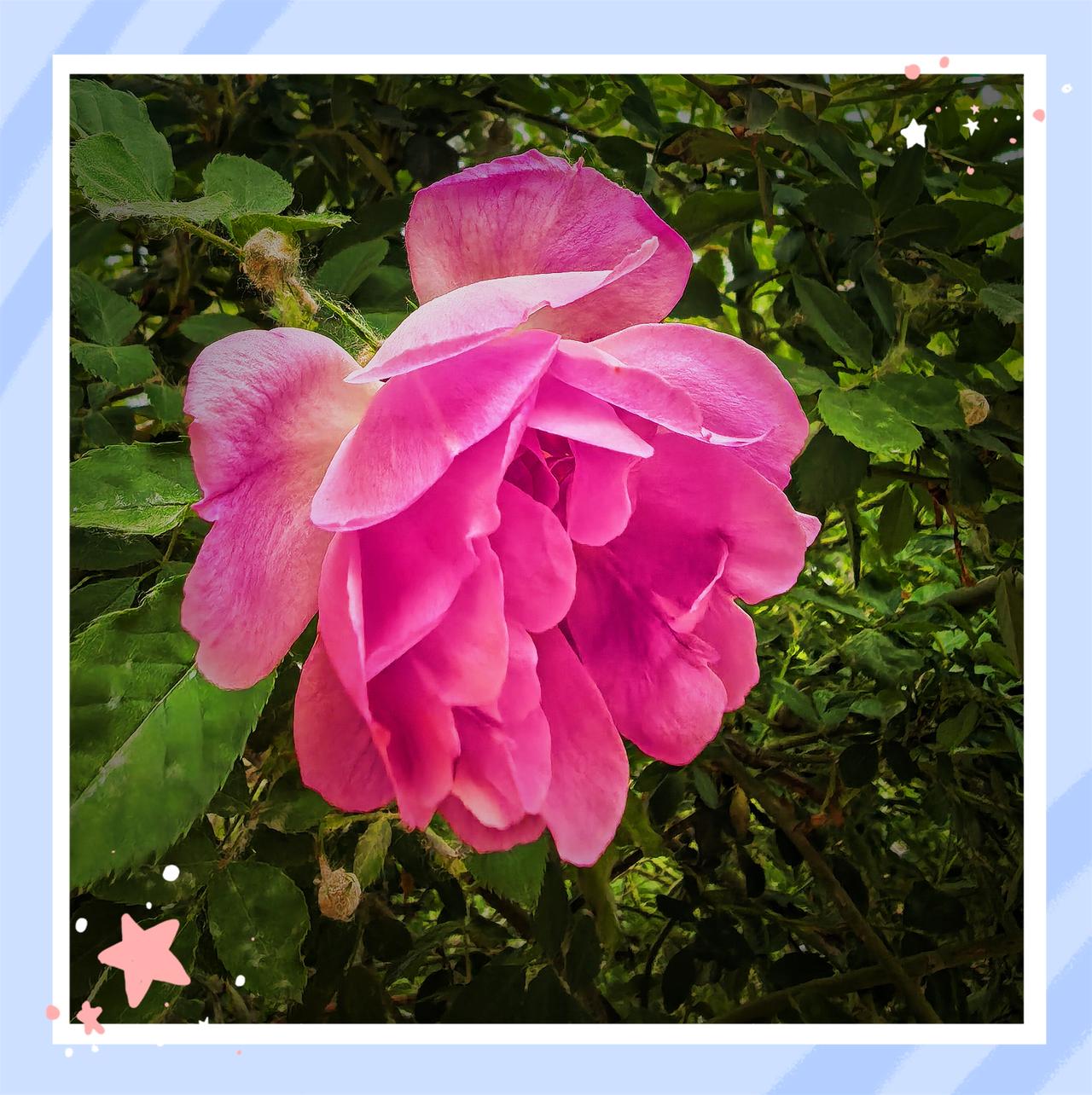 分享一张随手拍的花。五塔寺门前蔷薇花