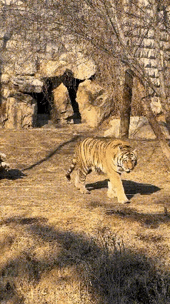 瞧你这模样，还不如我老猪呢……
这只百兽之王肯定是被两脚兽的电网电怕了，都有了应