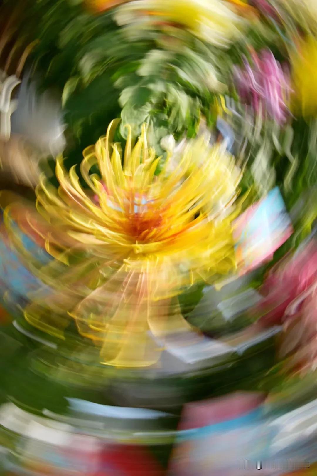 #艳丽秋菊随手拍# #赏菊花🌼随拍# 
色彩多姿的菊花被世人寓意为隐士，以耐得