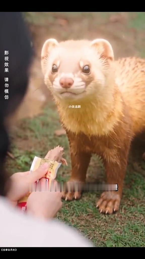 男人一脚将黄鼠狼踢进泥坑里转身就走，不料这一幕刚好被路过的女孩撞见。眼看黄鼠狼就