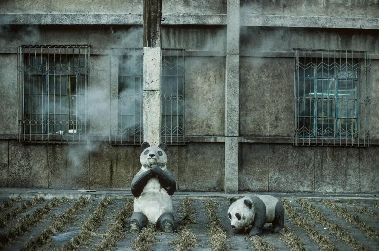 假熊猫，鞍山，1994年2月摄。 ​​​