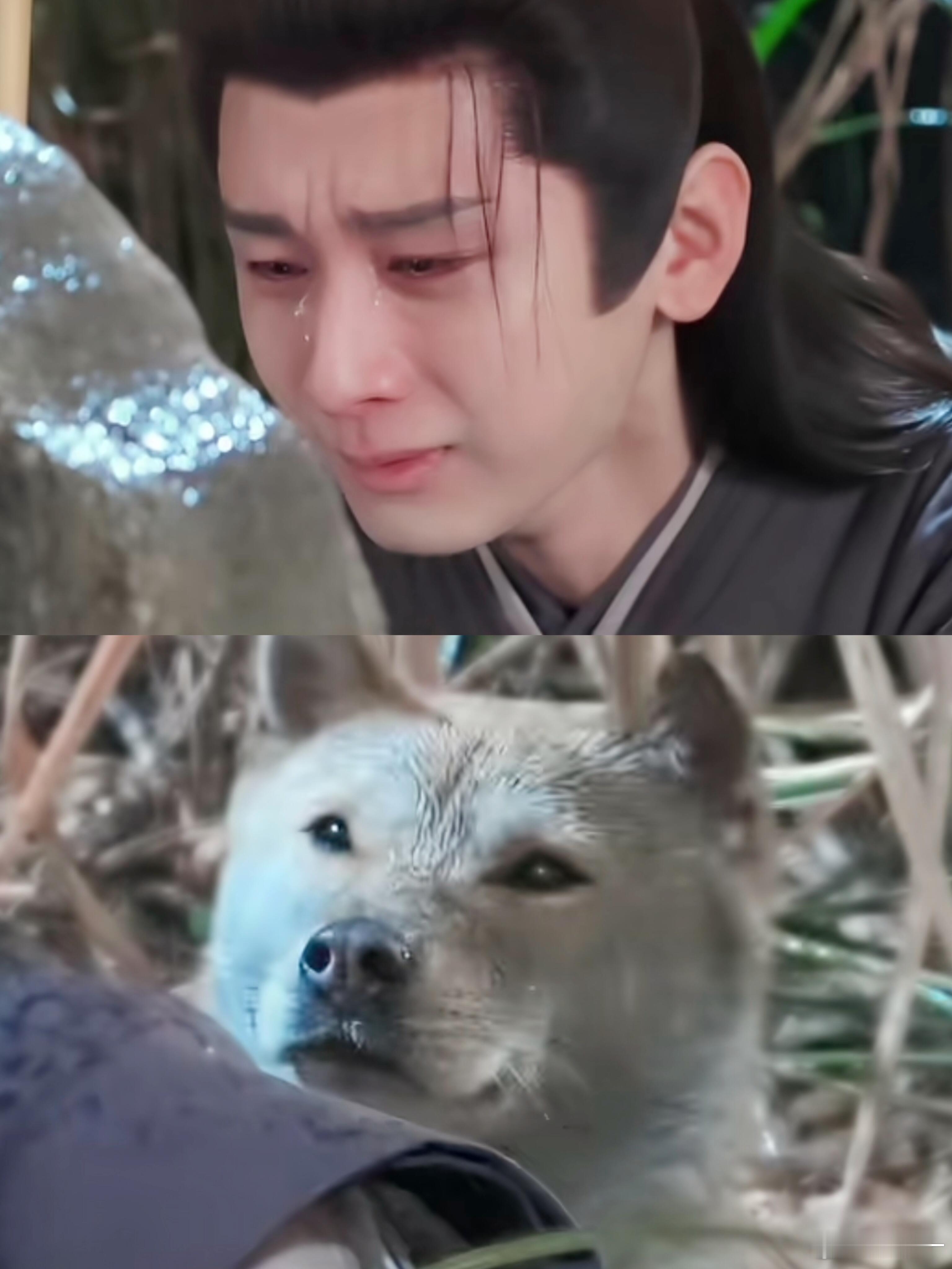 这剧咋连狗都有演技 原来大黄已经是6年工龄的老演员了！《长安二十四计》里和成毅的