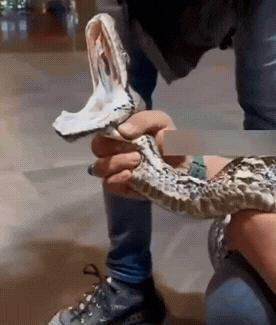 看到这个，终于知道猎物被蟒蛇咬住之后为什么逃脱不掉了。
不是因为有剧毒，而是蟒蛇