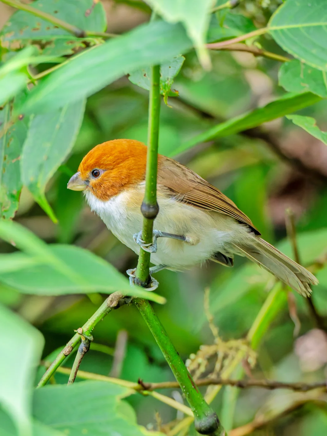 谁能不爱又大又圆的头？白胸鸦雀