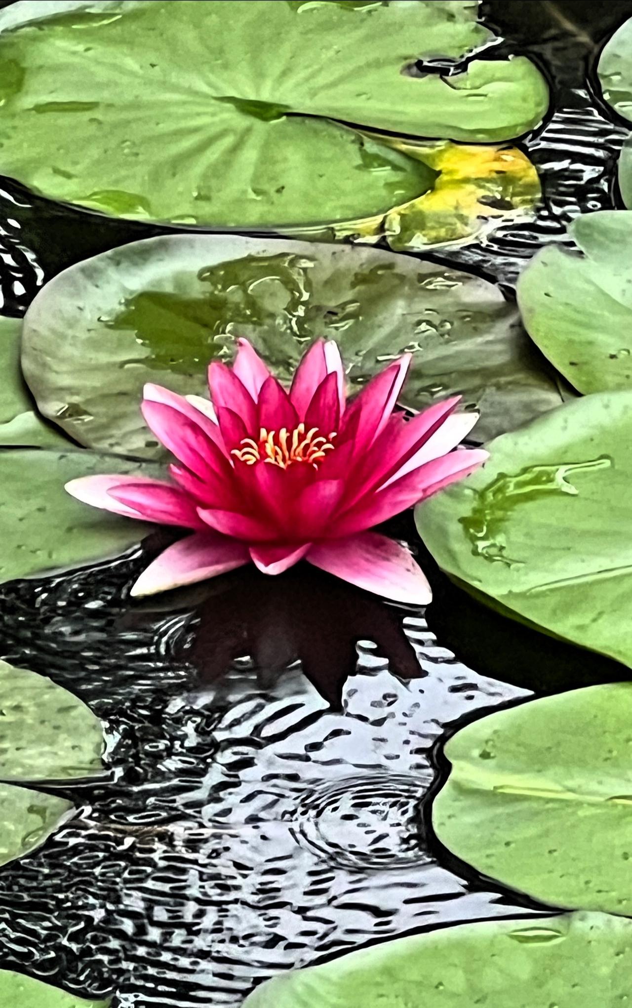 雨中花、美睡莲，娇美耀眼、靓丽迷人.
