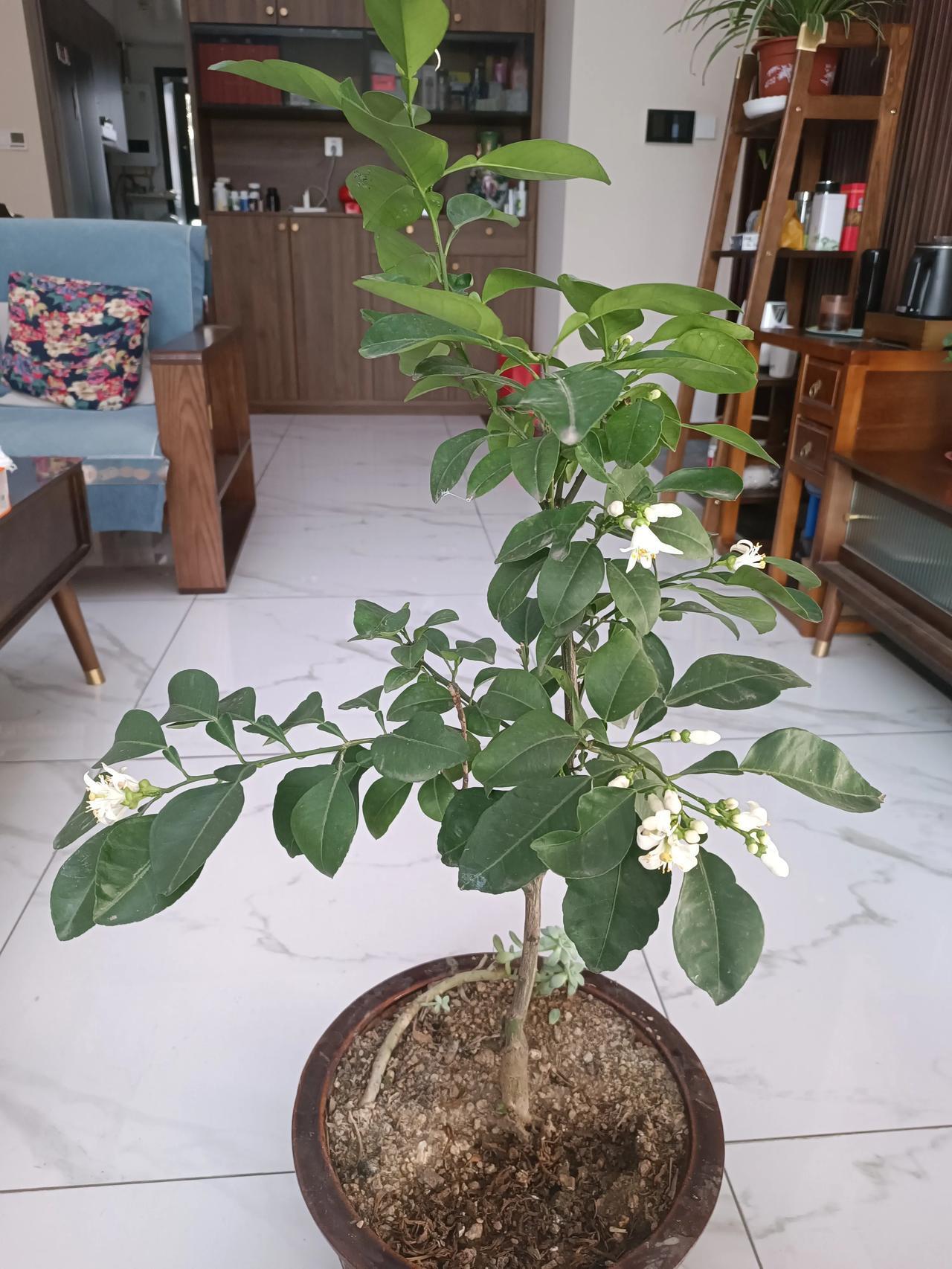 等一朵花开，盼一树果来
 
还记得我刚把这棵橘子树苗买回家的时侯，不过是棵怯生生