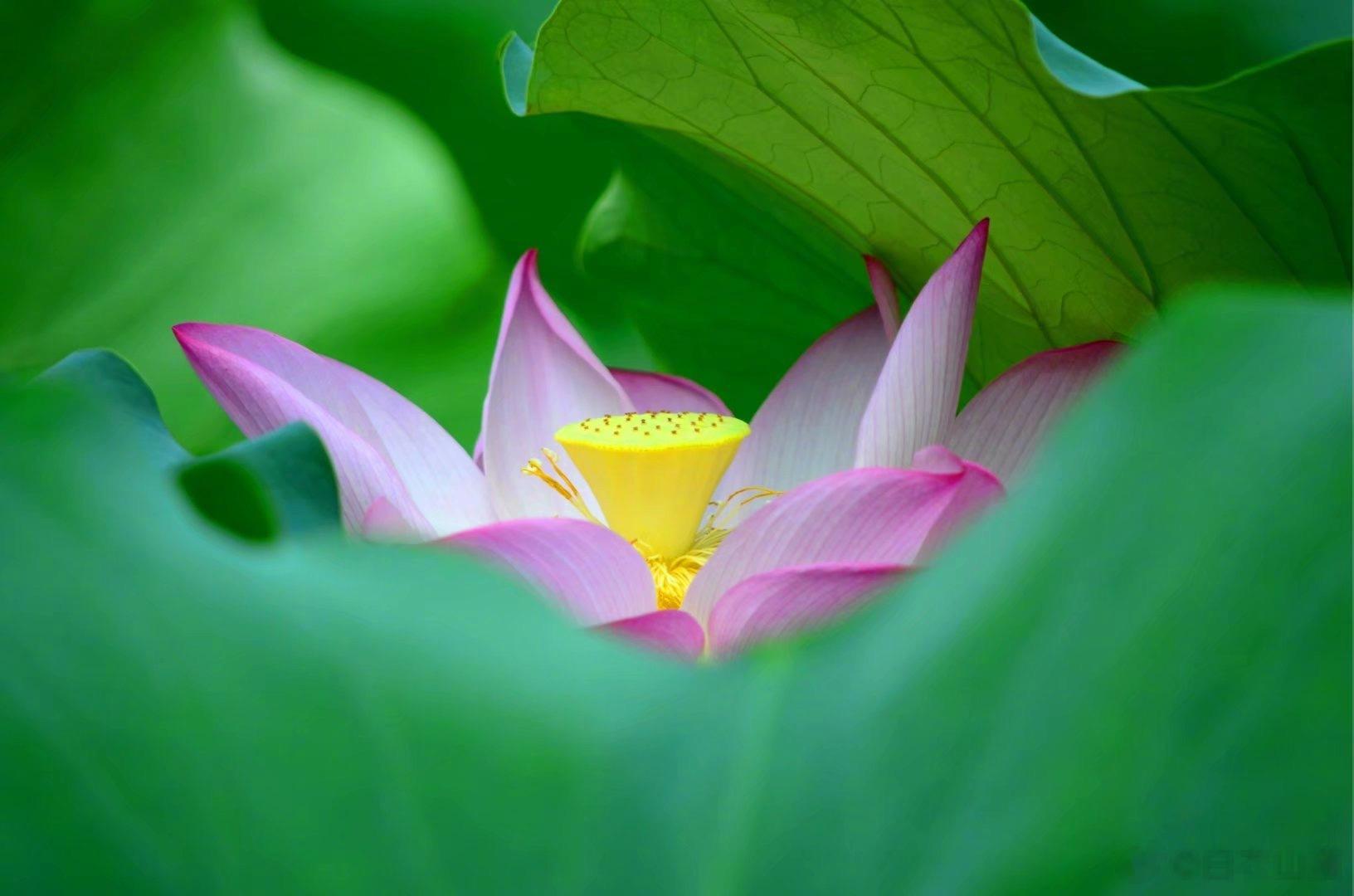 节日的提醒：不要给宝宝喂食瓜子，花生，开心果，核桃仁，果冻等块状食物。三周岁以下