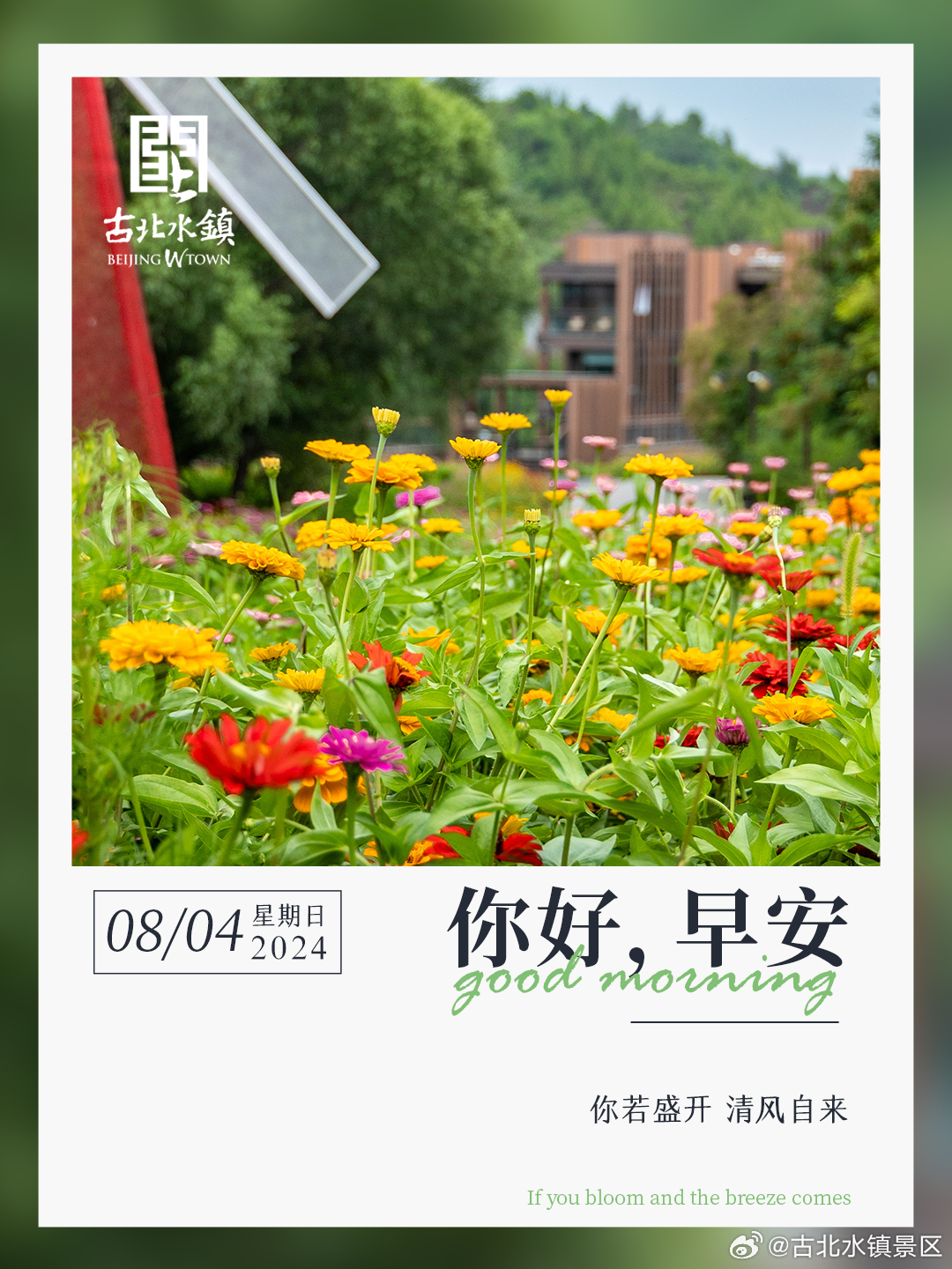 你若盛开 清风自来早安，宝子们~#长城下的星空小镇# #很高兴在古北水镇认识你#