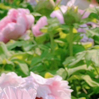 牡丹花的种植方法：1. 秋植深根，择地向阳   牡丹宜在秋季（农历八月至十月） 