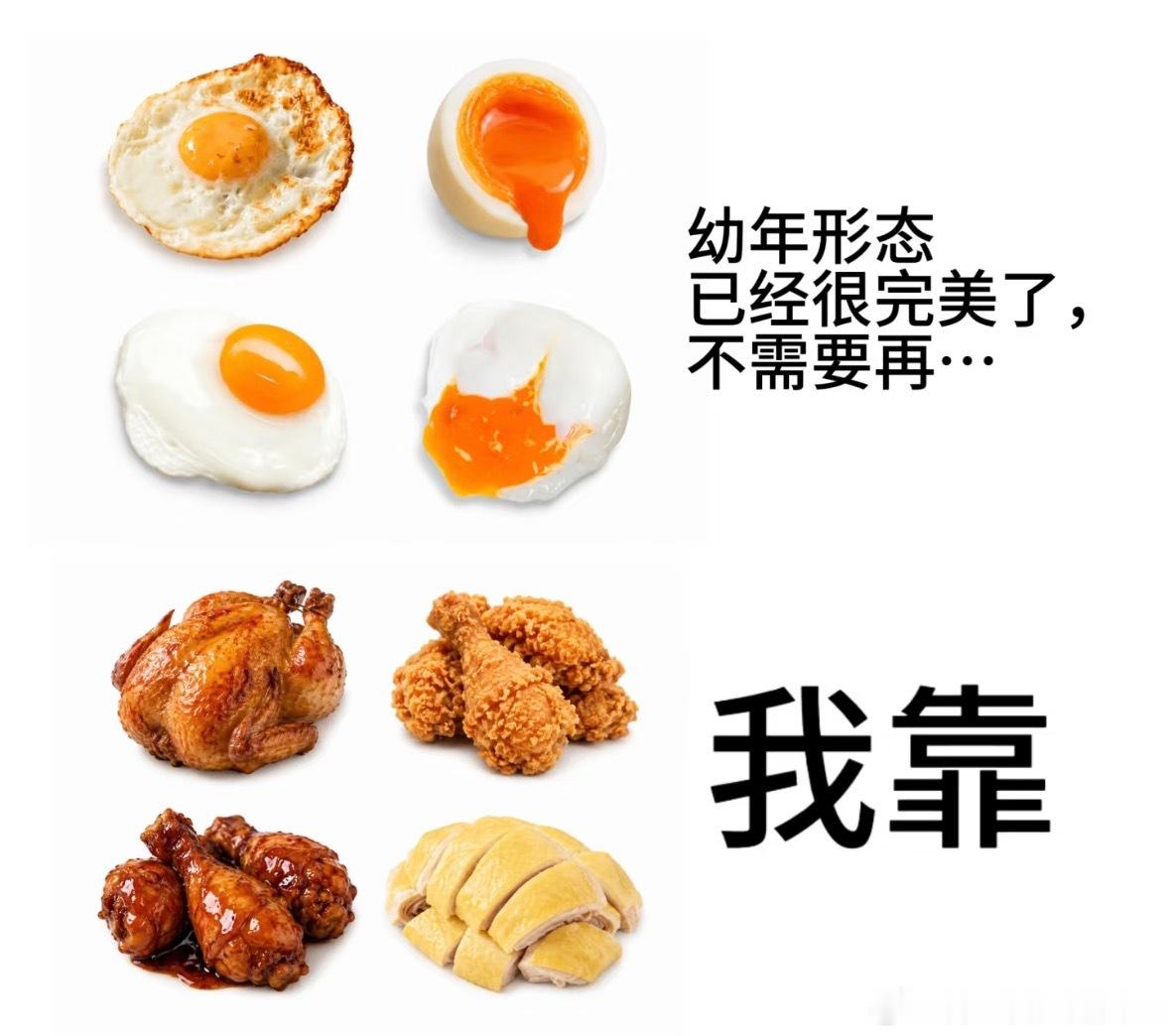 【幼年形态已经很完美了，不需要再】系列的最权威出现了！ 鸡真的是一种很善良的食物