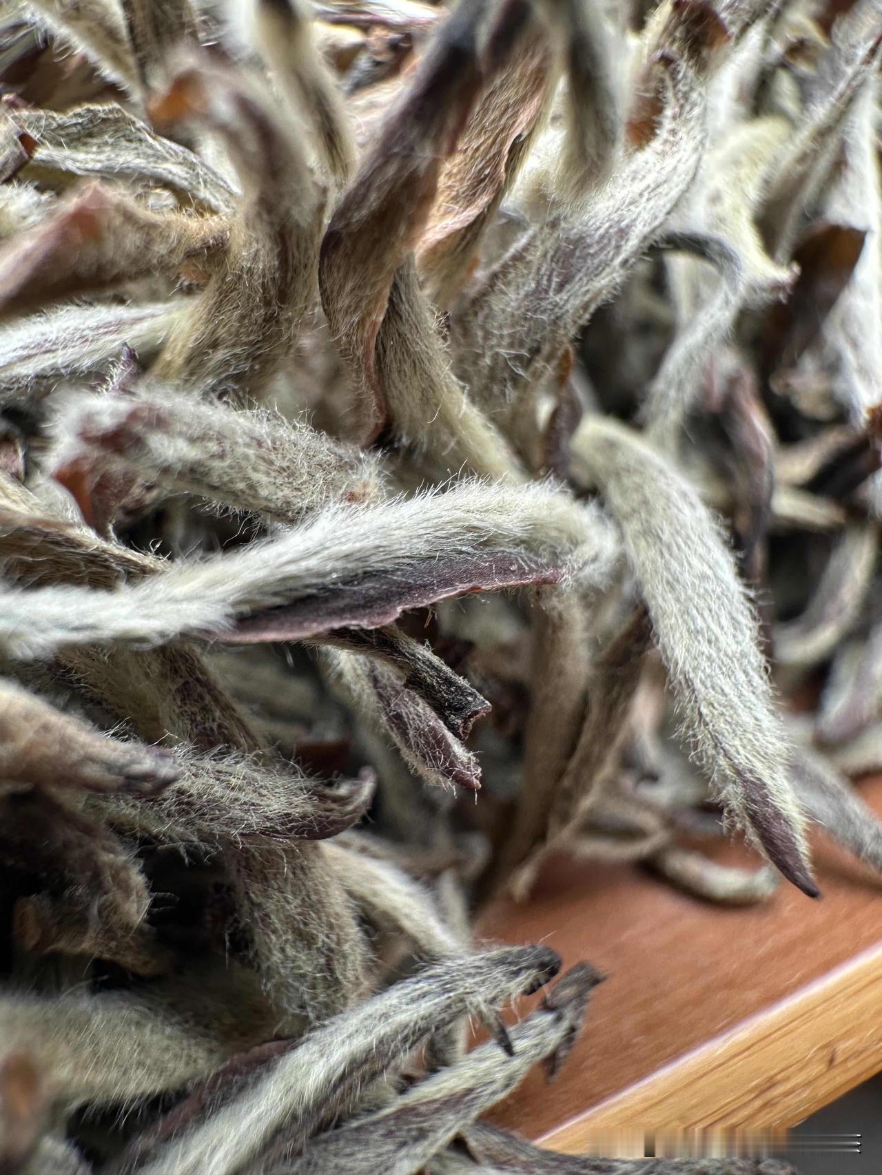 🍵寻五位山东茶友品鉴荒野头采白毫银针
茶样免费，邮费全包。
名额5位。
私信发