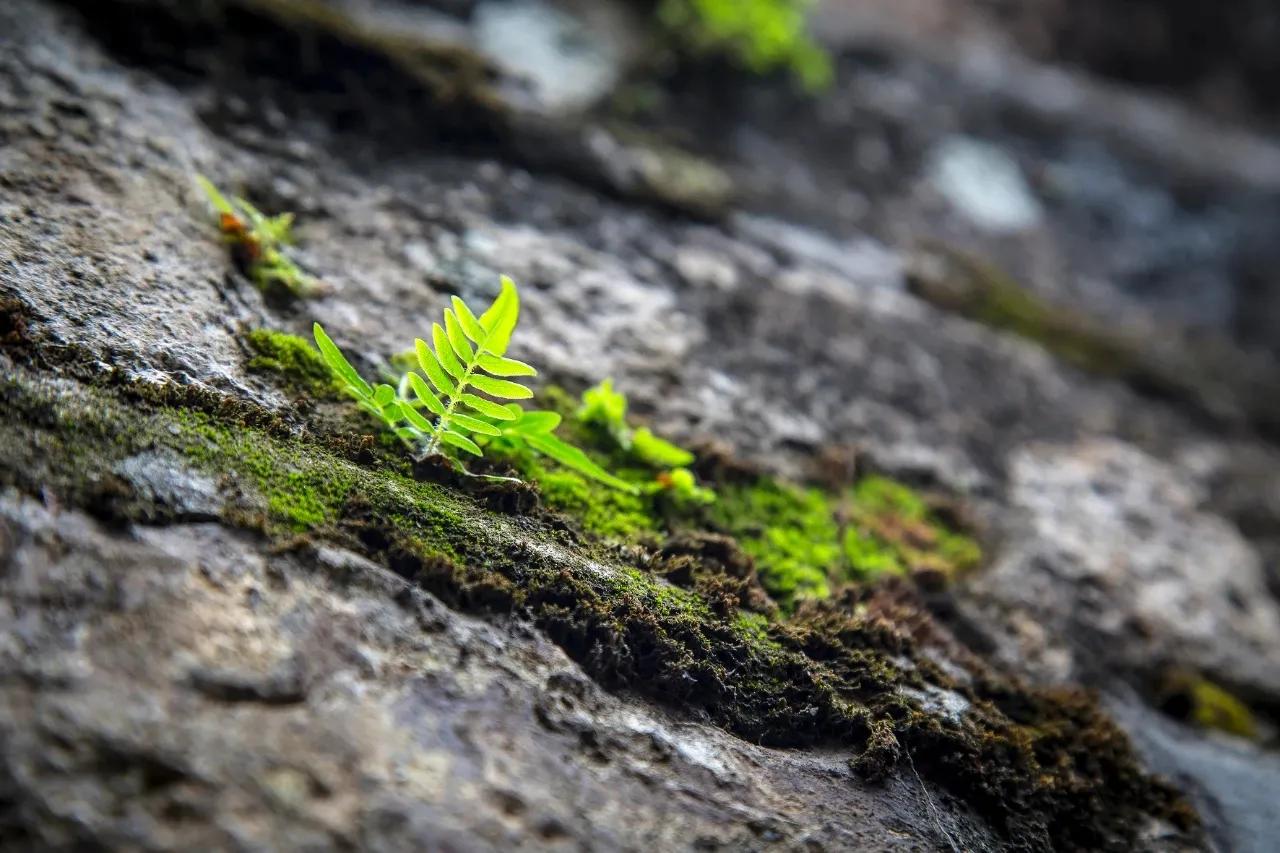 白日不到处，青春恰自来。
苔花如米小，也学牡丹开。
——袁枚《苔（其一）》

人