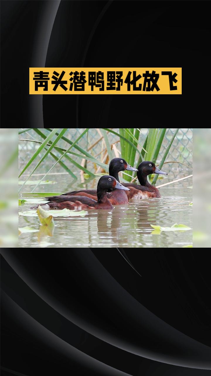 全球首次野化放飞的青头潜鸭，如何为极危物种“逆天改命”？
4月2日，河北衡水湖国