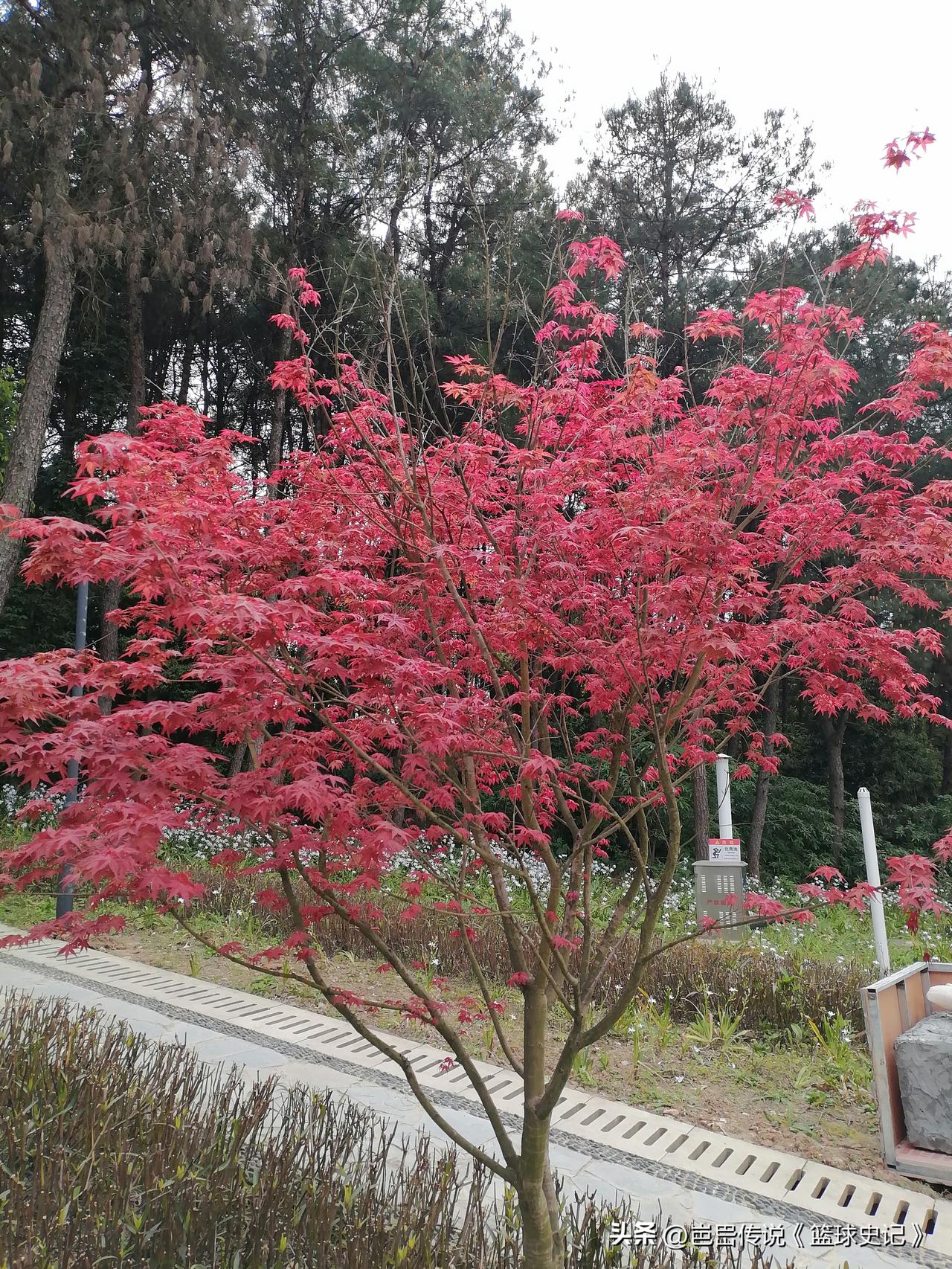 分享一张你相册里的花草照片