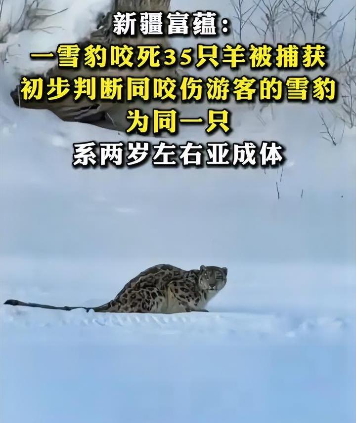 做人哪有动物舒服
新疆一雪豹咬伤人潇洒离去
随后又咬死牧民35只羊
被抓到后不仅