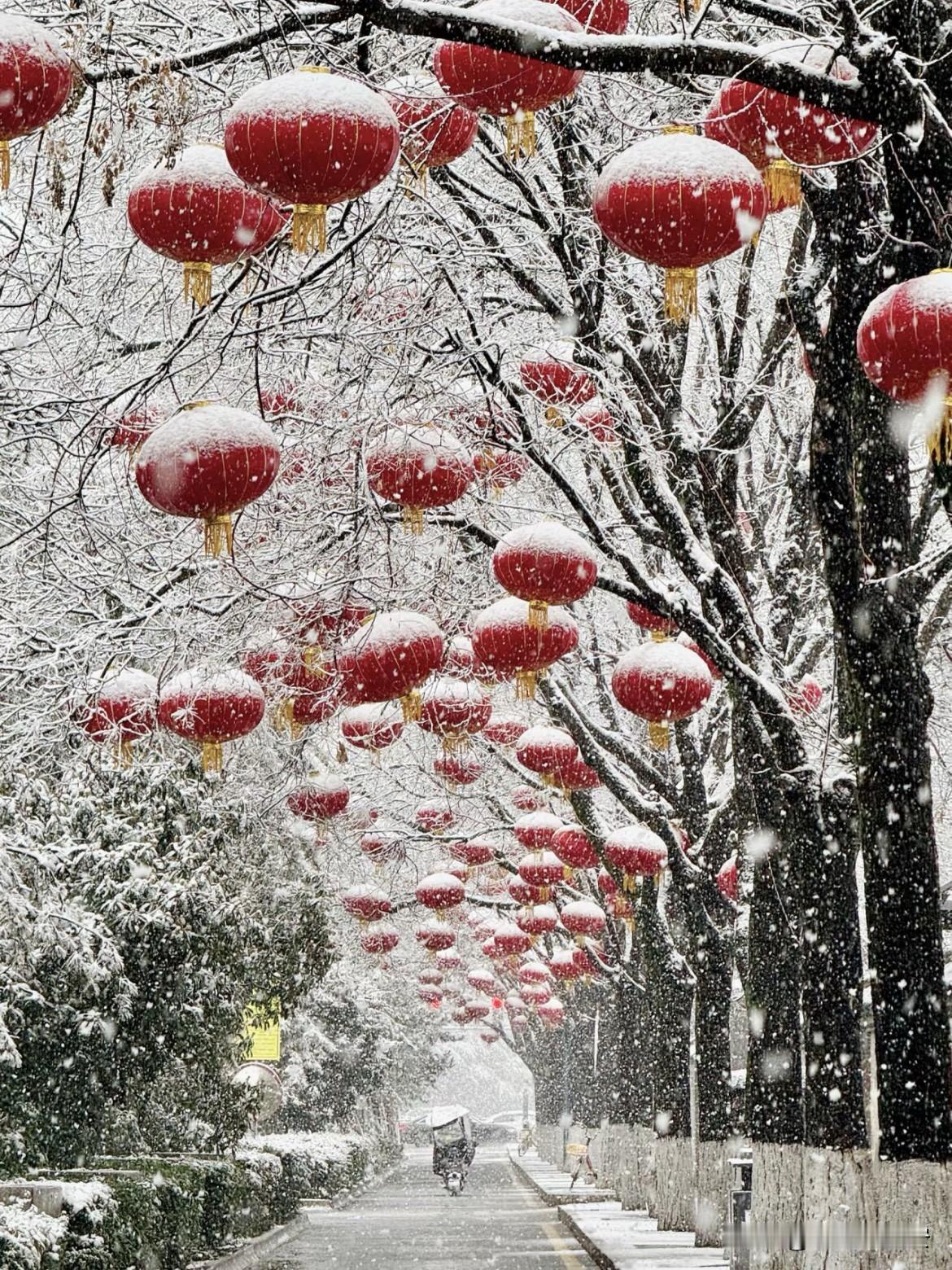 今年未央区的年味比曲江浓郁

特别是昨天的大雪过后

树上的落雪🌨️与红灯笼?