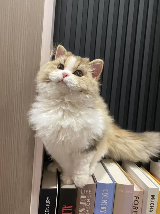 极品金三花塞凯妹妹