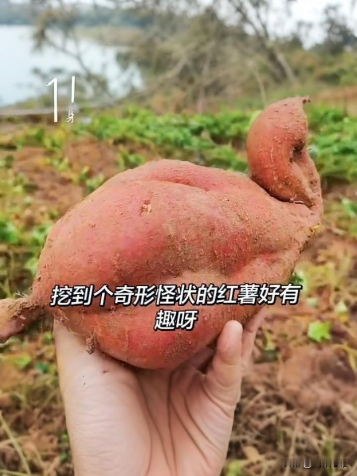 现在的红薯都长成这样了！看了是不是觉得挺好奇的，你们说说这像什么？是不是有点下不