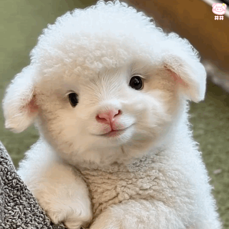 谁说喜糖369等没用哒批皮王享受了最高待遇这些年不就一直在给他姐拼命嘛～ 