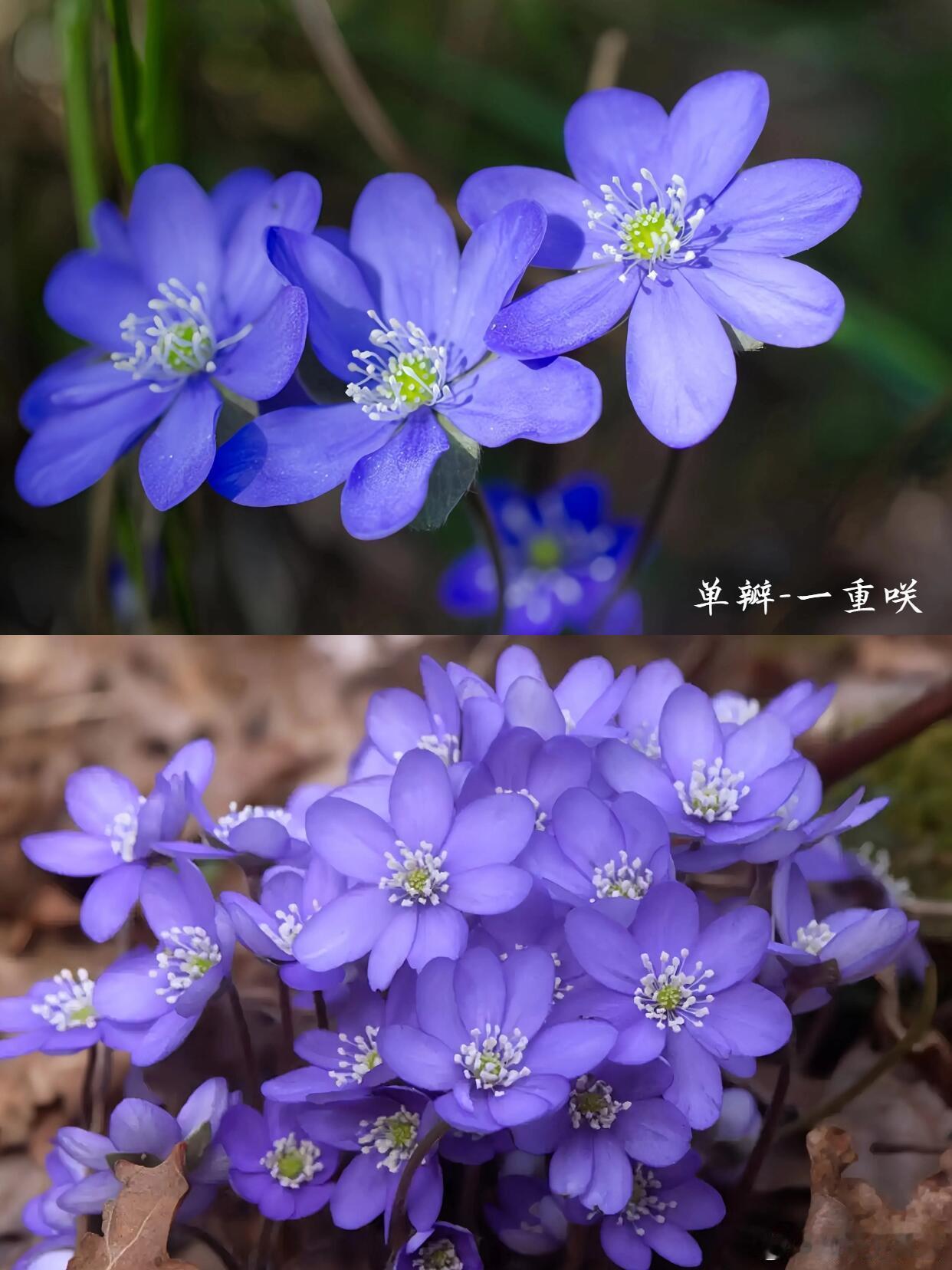 奇妙生物圈植物科普 每天认识一种怪奇植物 | 雪割草1⃣植物简介正式名獐耳细辛，