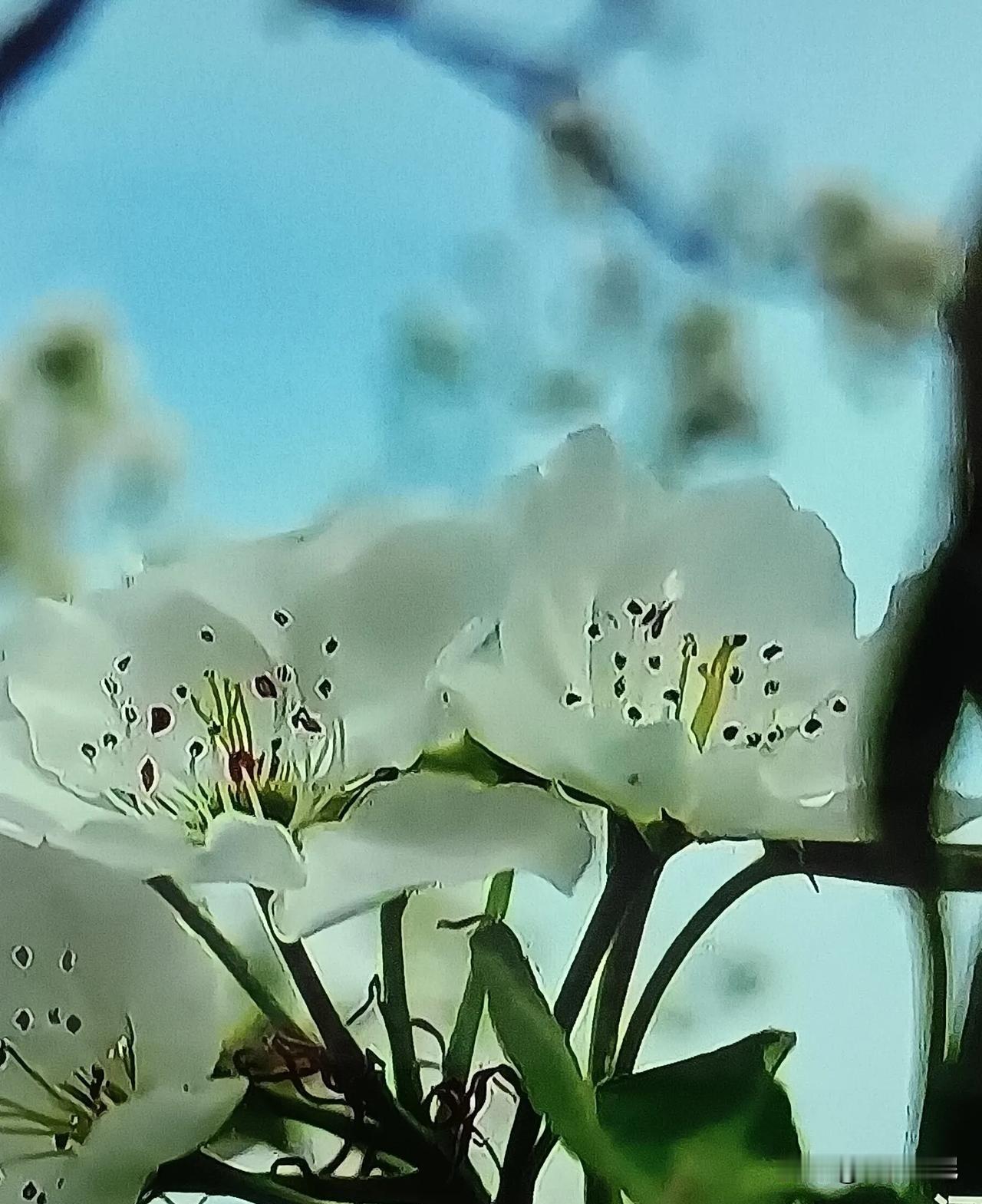 梨园春。

梨园信步，满眼皆是“梨花压海棠”的盛景。枝头团团簇簇，白得晃眼，如云