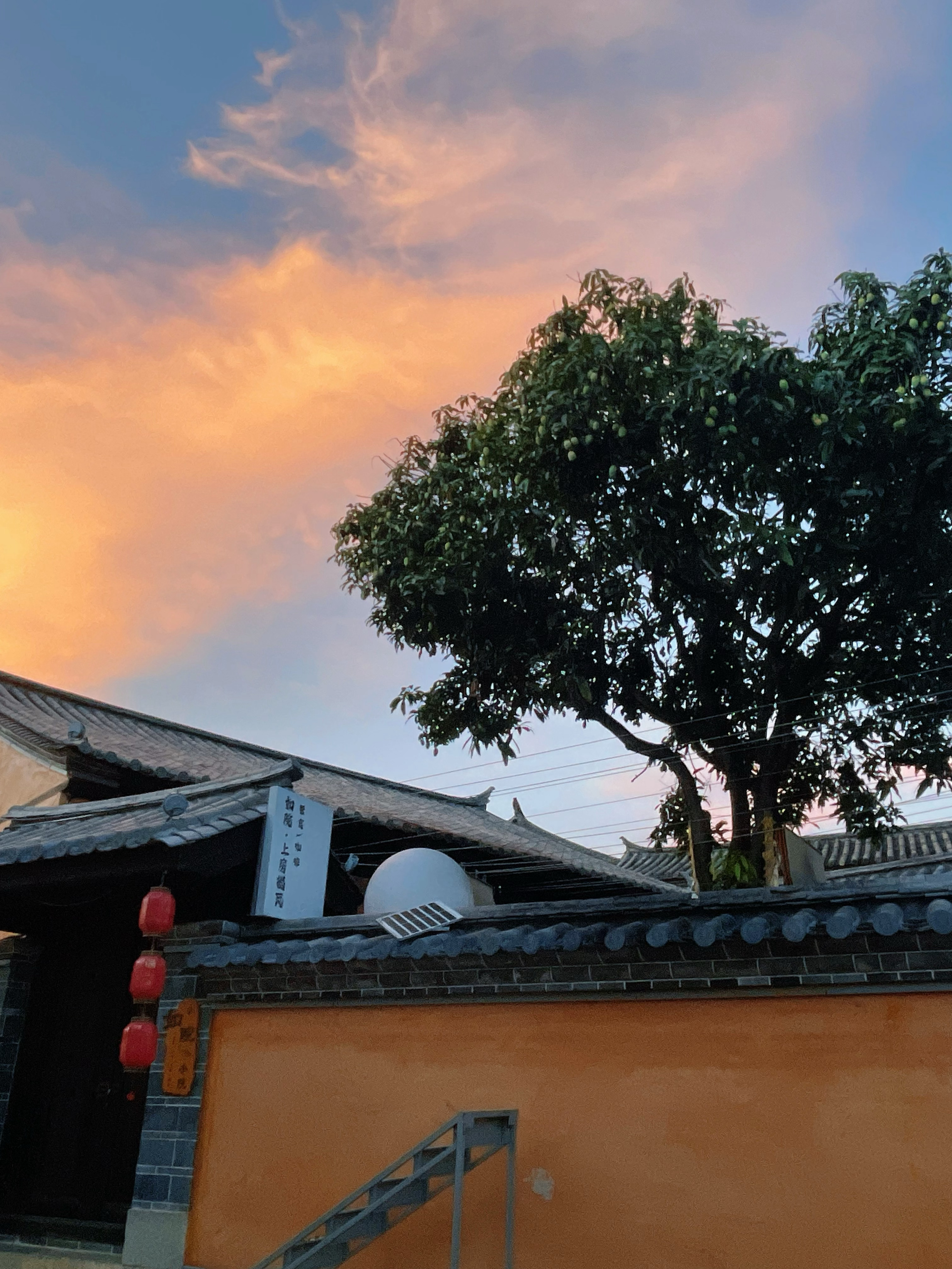 饭后强制遛弯，为了下一顿更好干饭小院里的芒果挂满枝 