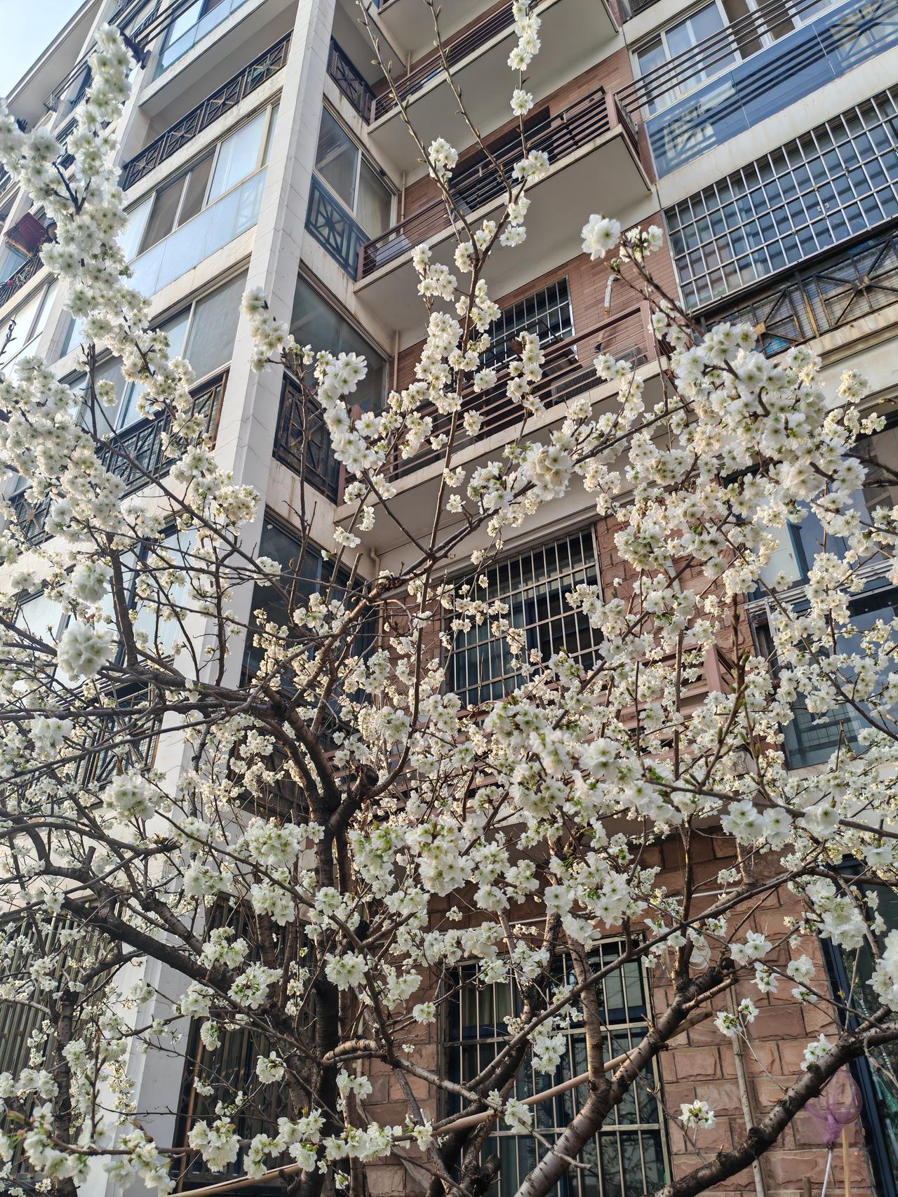 过一段时间，这些树上就会接满红宝石一样的樱桃🍒。