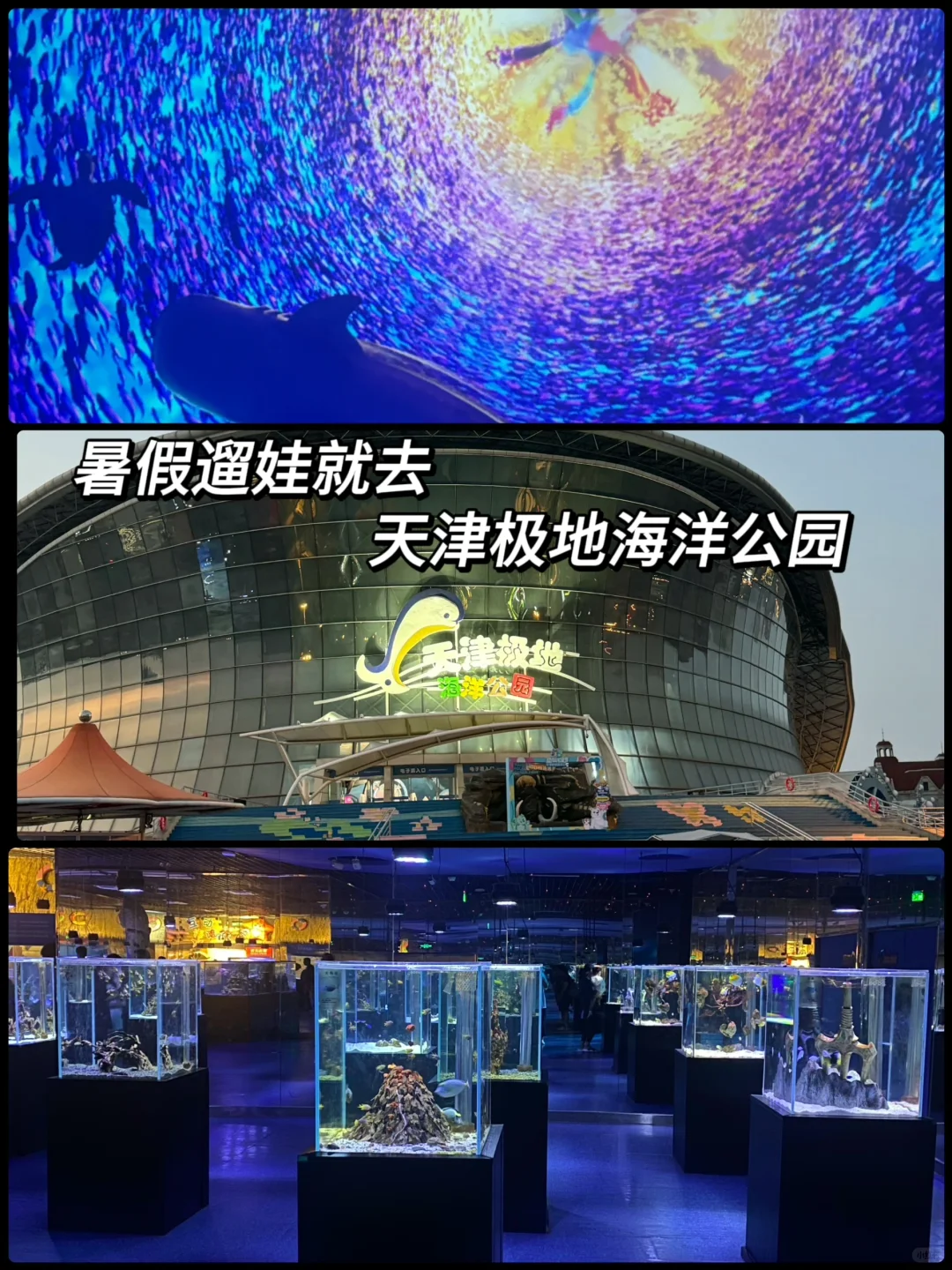 这个暑假一定要带娃去一次天津极地海洋度假
