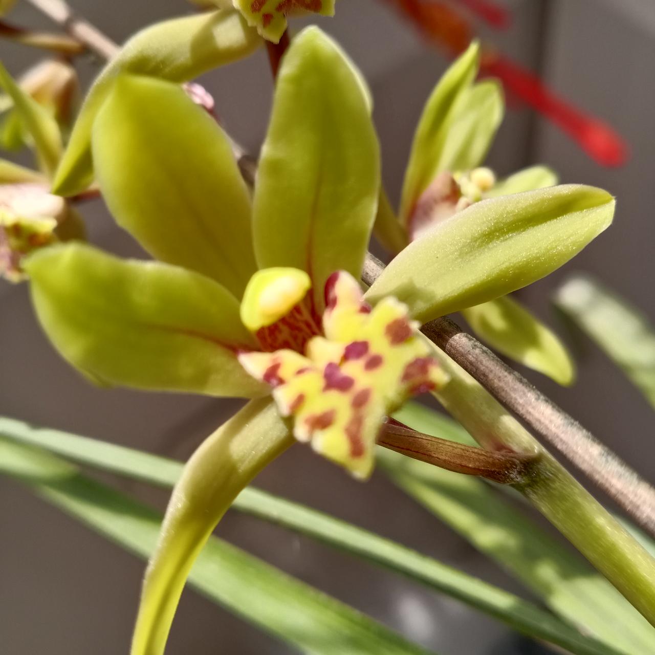 相册里的花花草草