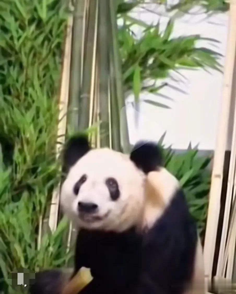 对比国宝“丫丫”在美国和在国内的照片，让我更加坚信了一个事实：“丫丫在美国没有受