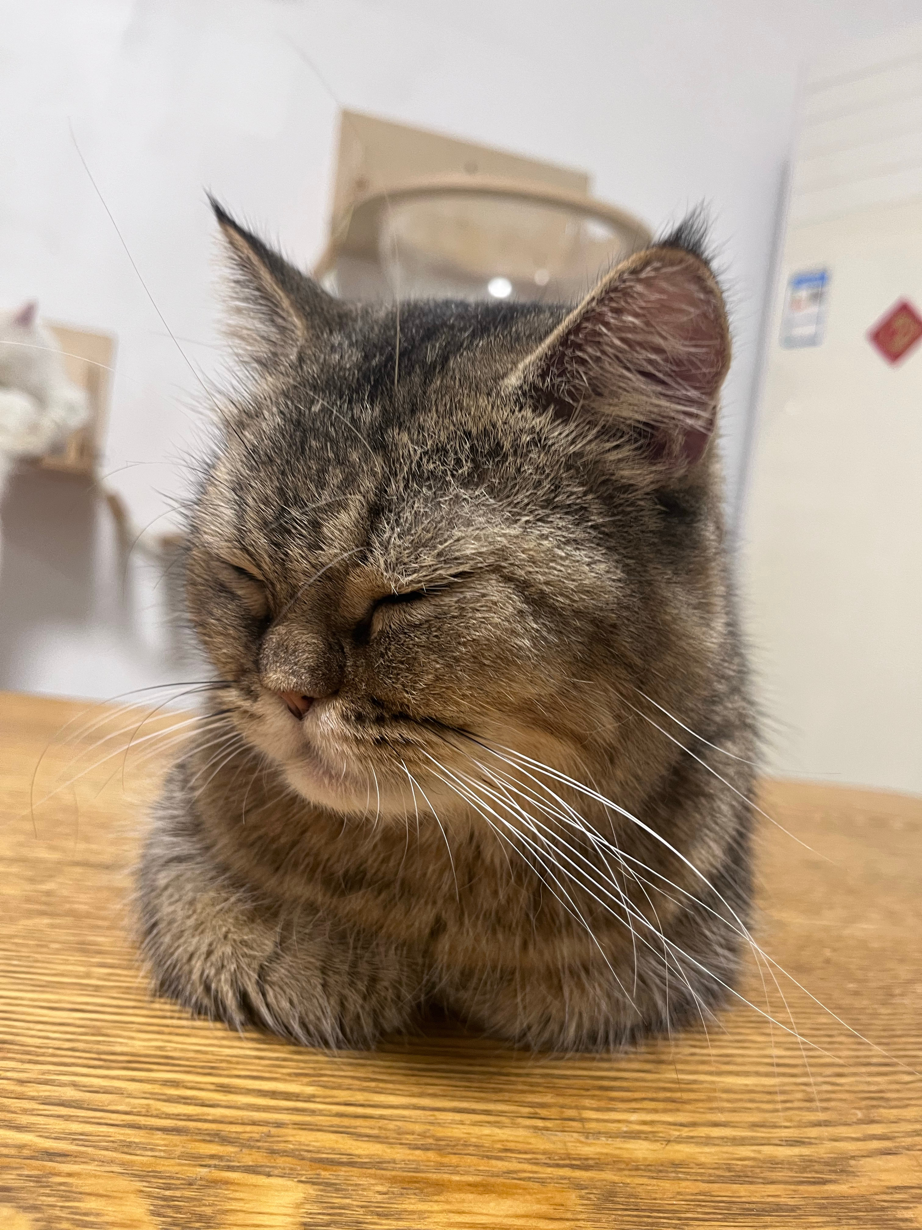 上次去撸猫 咪咪九宫格🐱 