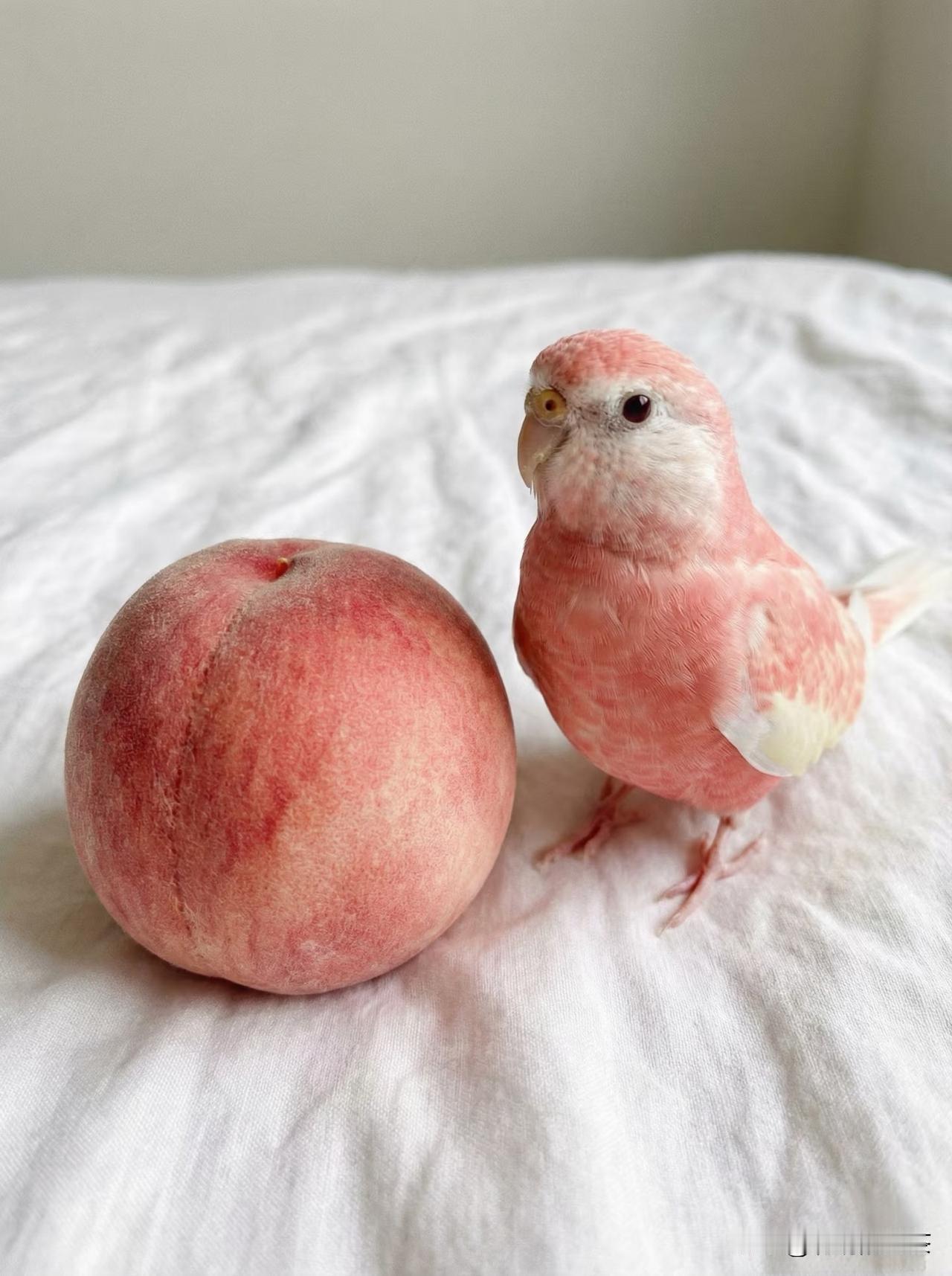 作为一个动物，请不要跟水果长得一样！