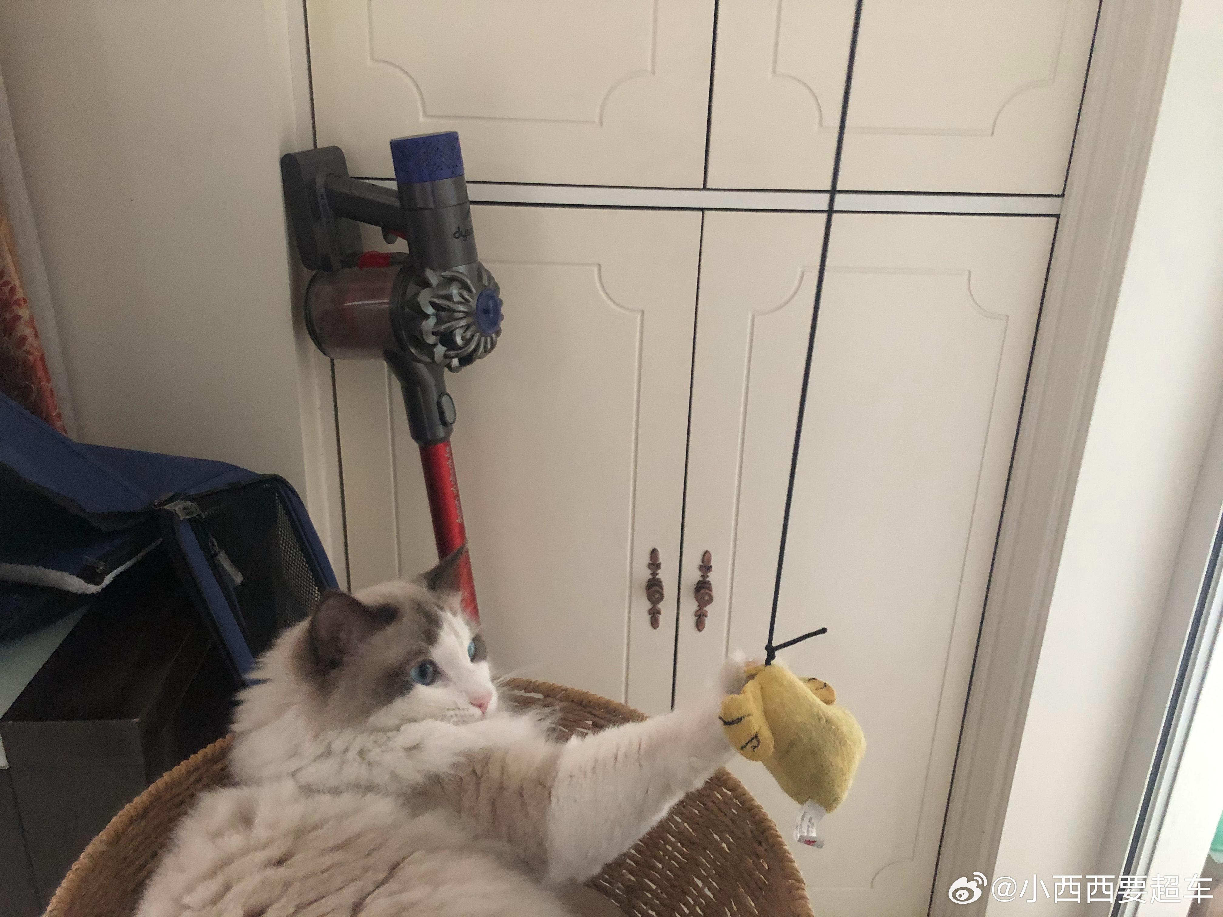 猫的偷窥欲还偷窥呢……我感觉我家豆汁儿🐱都没拿正眼瞧过我连宠物洗澡的小妹都说 